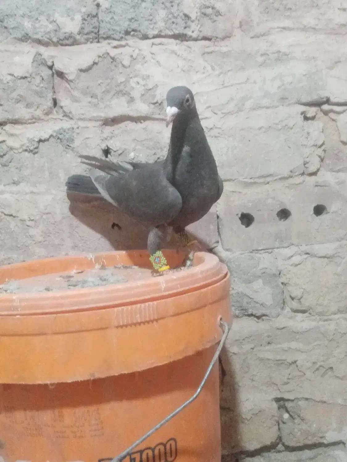 گرفتنی|پرنده|نیشابور, سرآب کوشک|دیوار