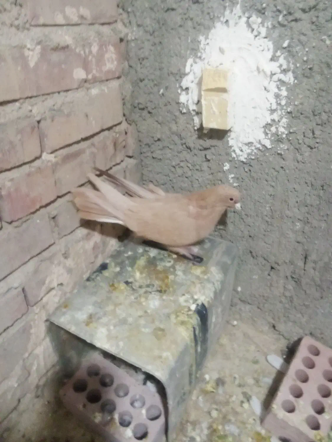 زرد کرمانی|پرنده|یزدان شهر, |دیوار