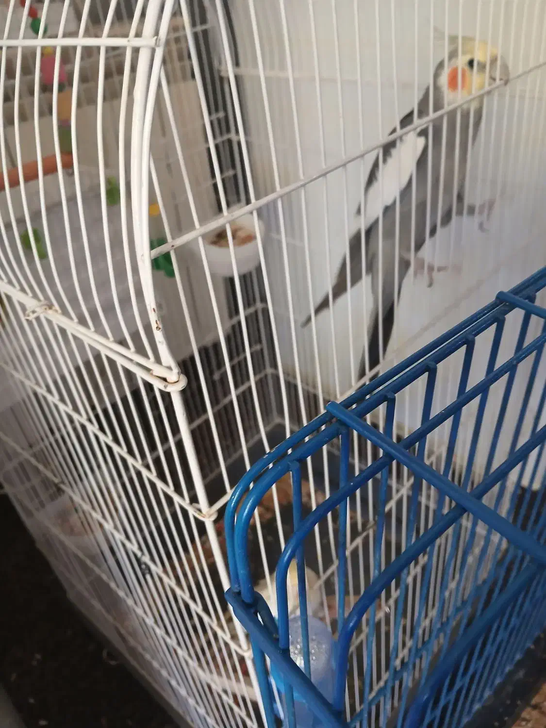 عروس هلندی|پرنده|ایوان, |دیوار