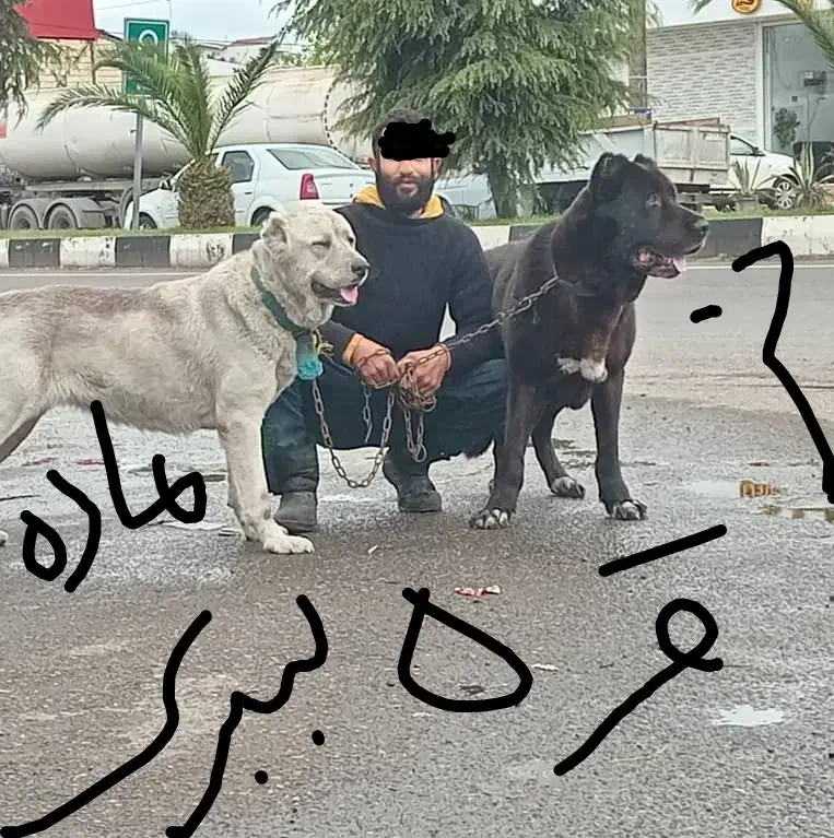 سراب خط خونی هزار دوسر میدانی|سگ|رشت, اسماعیل آباد|دیوار