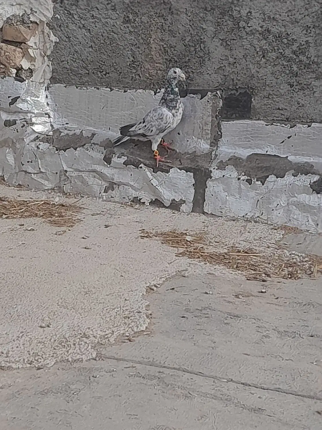 سار سبز نر|پرنده|گرمخان, |دیوار