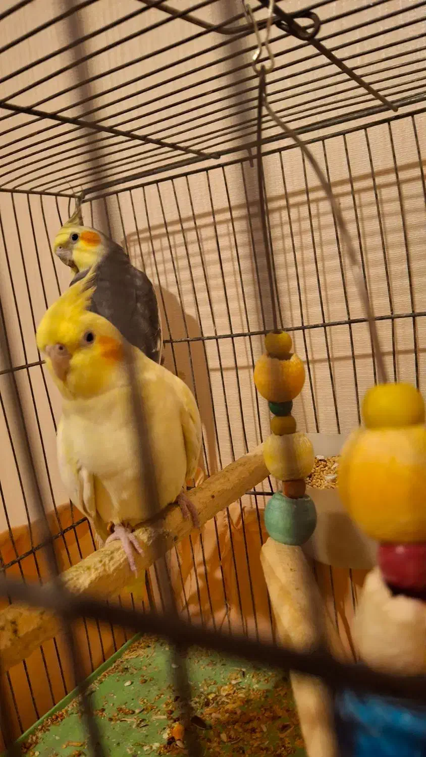 یک جفت عروس هلندی باقفس|پرنده|قدس, شهرقدس|دیوار