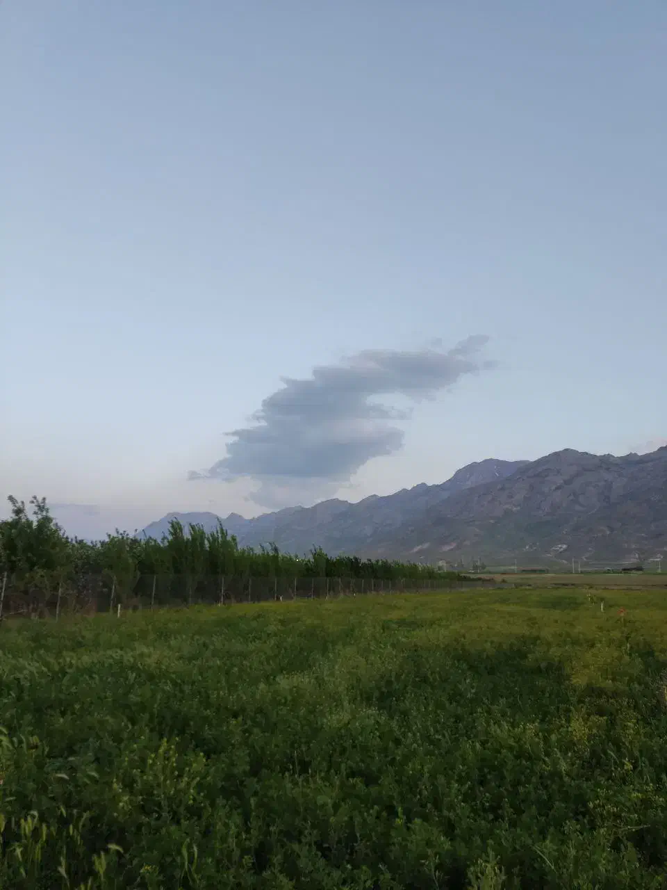 فروش ۷۵۰ پرس یونجه|عمده‌فروشی|شهرکرد, |دیوار