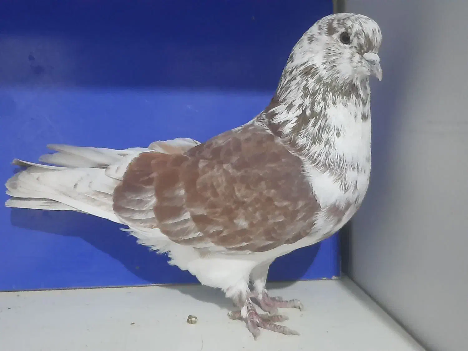 گرگی شمرانی|پرنده|اردبیل, |دیوار