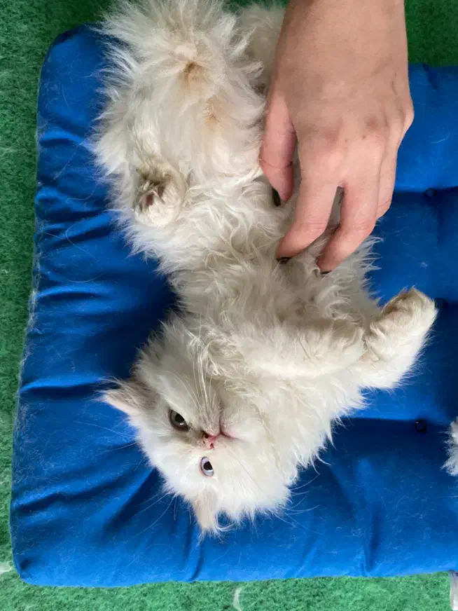 گربه|گربه|مشهد, وکیل‌آباد|دیوار