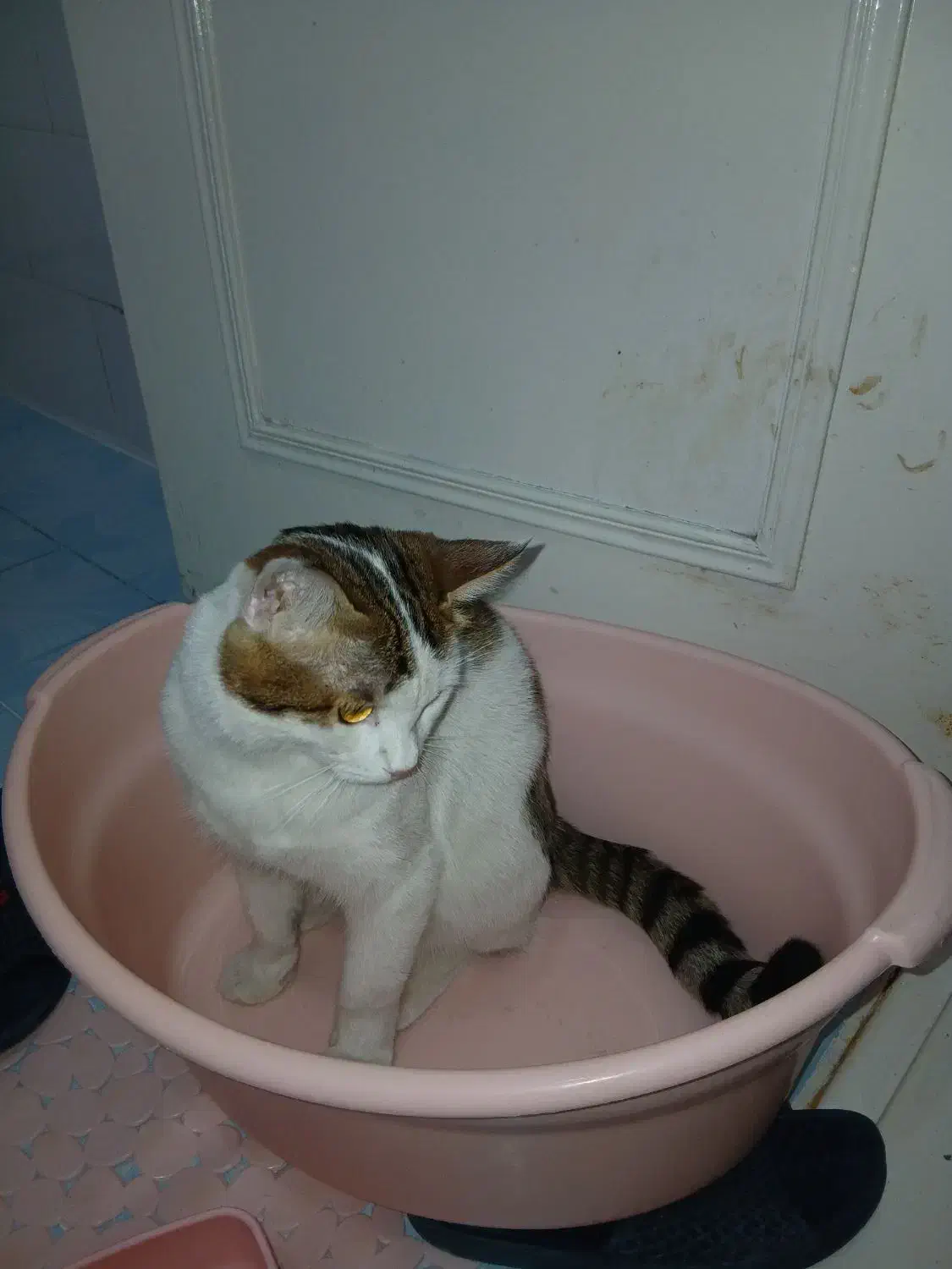 گربه گمشده|گربه|حمیدیا, |دیوار