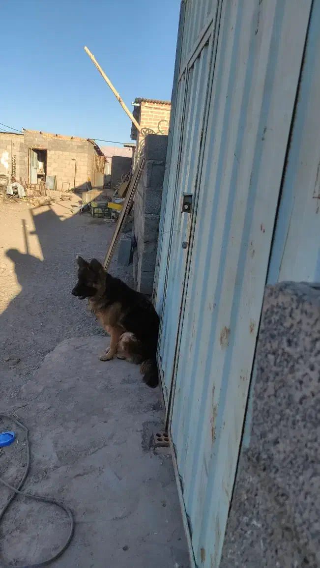 سگ ماده 9ماهه ژرمن خرگوشی شیب استاندارد|سگ|نگار, |دیوار