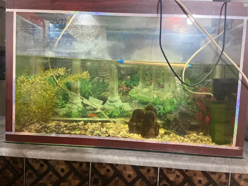 آکواریوم با‌تمام‌تجهیزات|ماهی|میاندوآب, |دیوار