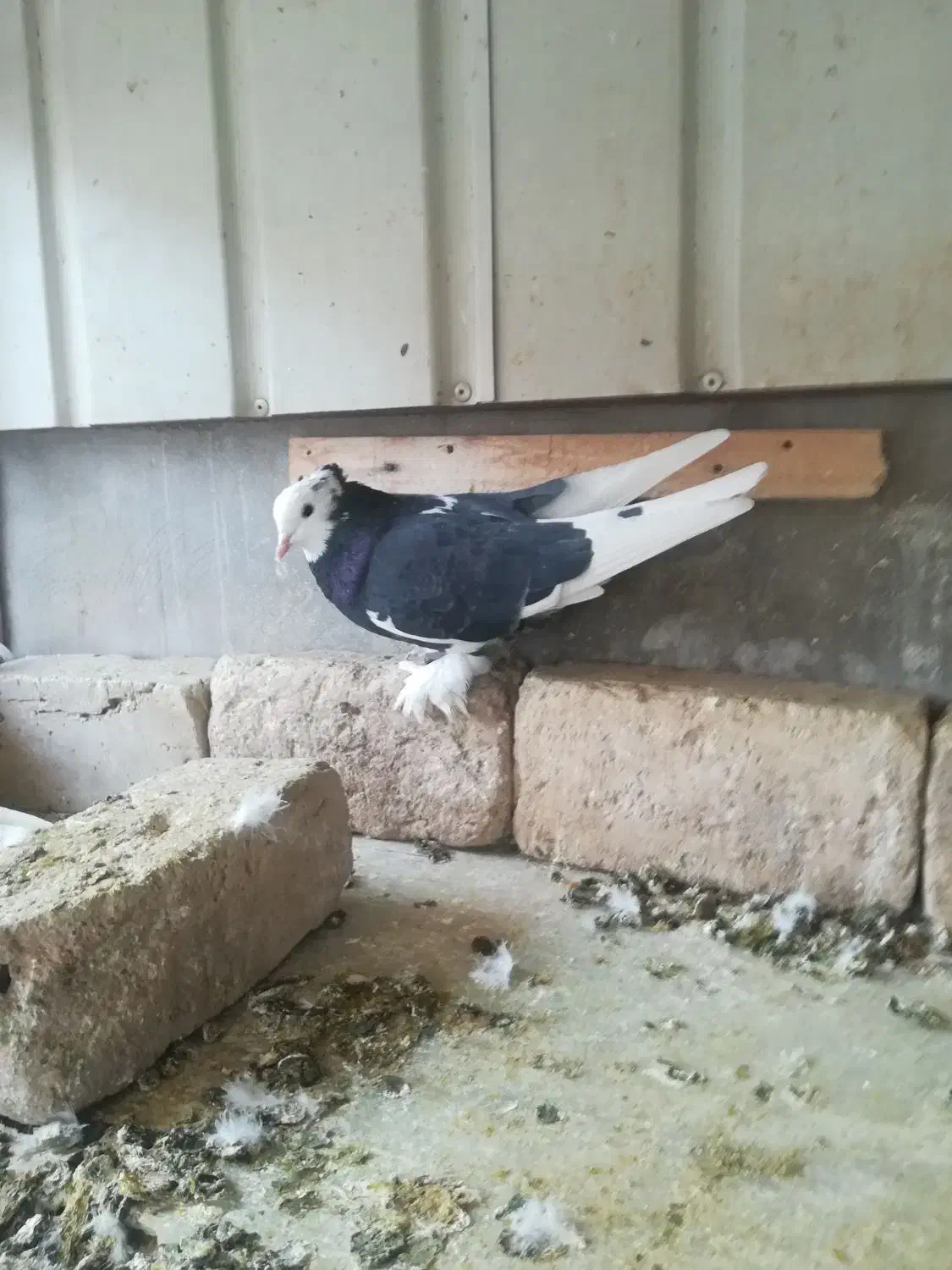 5 عدد کبوتر تزیینی|پرنده|قم, سربخش|دیوار