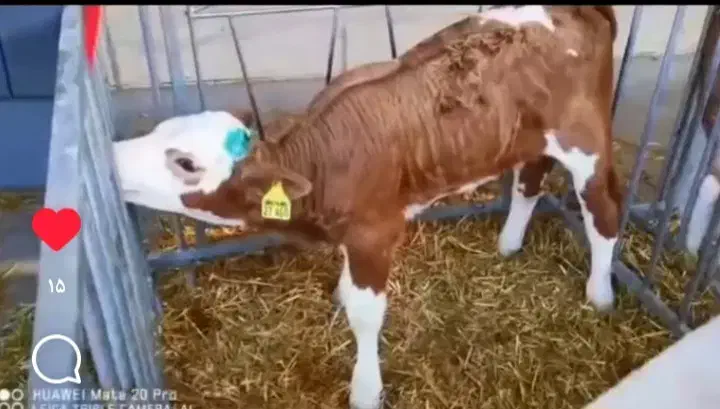 فروش گوساله های اصیل درجه یک|حیوانات مزرعه|بندر ترکمن, |دیوار