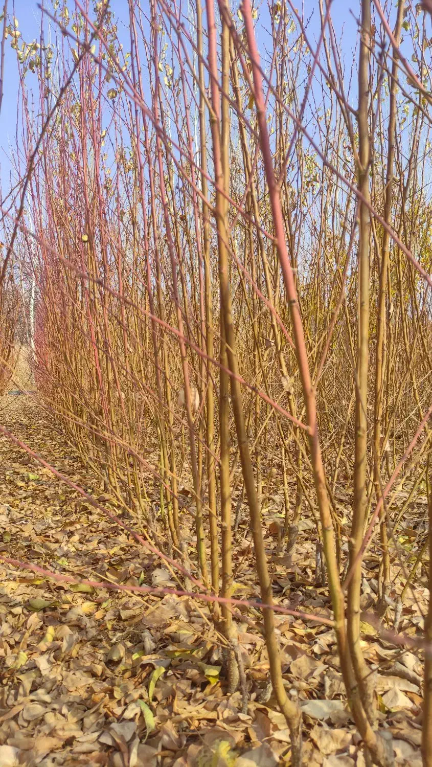 نهالستان تخصصی ضامن|خدمات باغبانی و درختکاری|جلفا, |دیوار