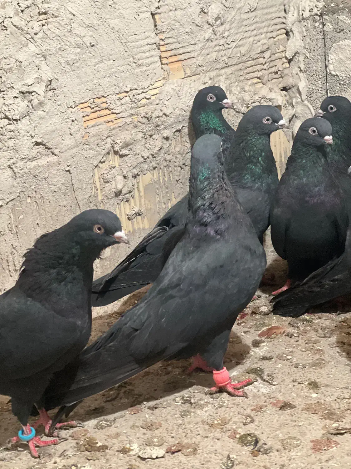 کبوتر|پرنده|جلفا, |دیوار