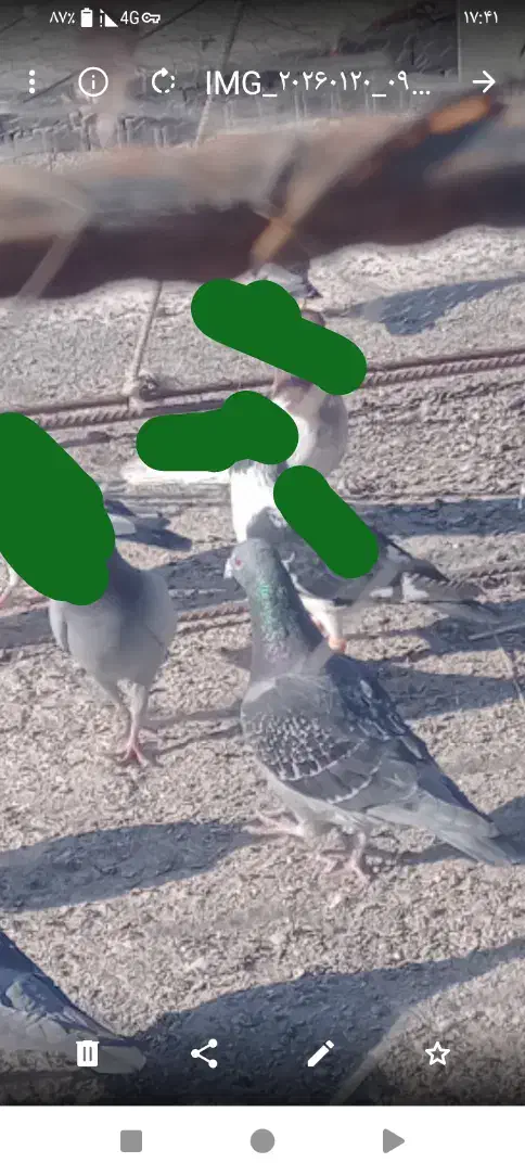 کفتر|حیوانات|زاهدان, |دیوار