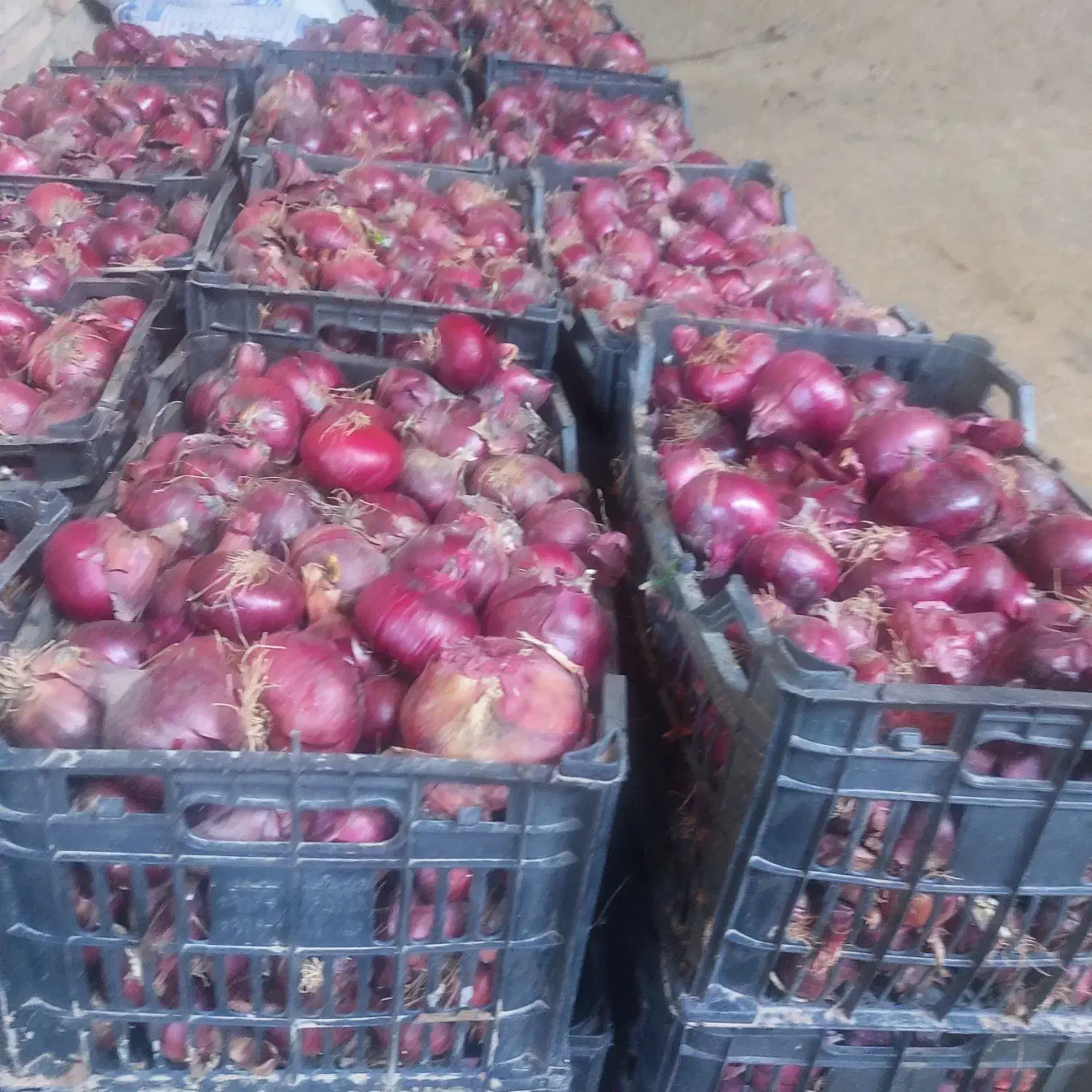 پیاز|لوازم جانبی حیوانات|صوفیان, |دیوار