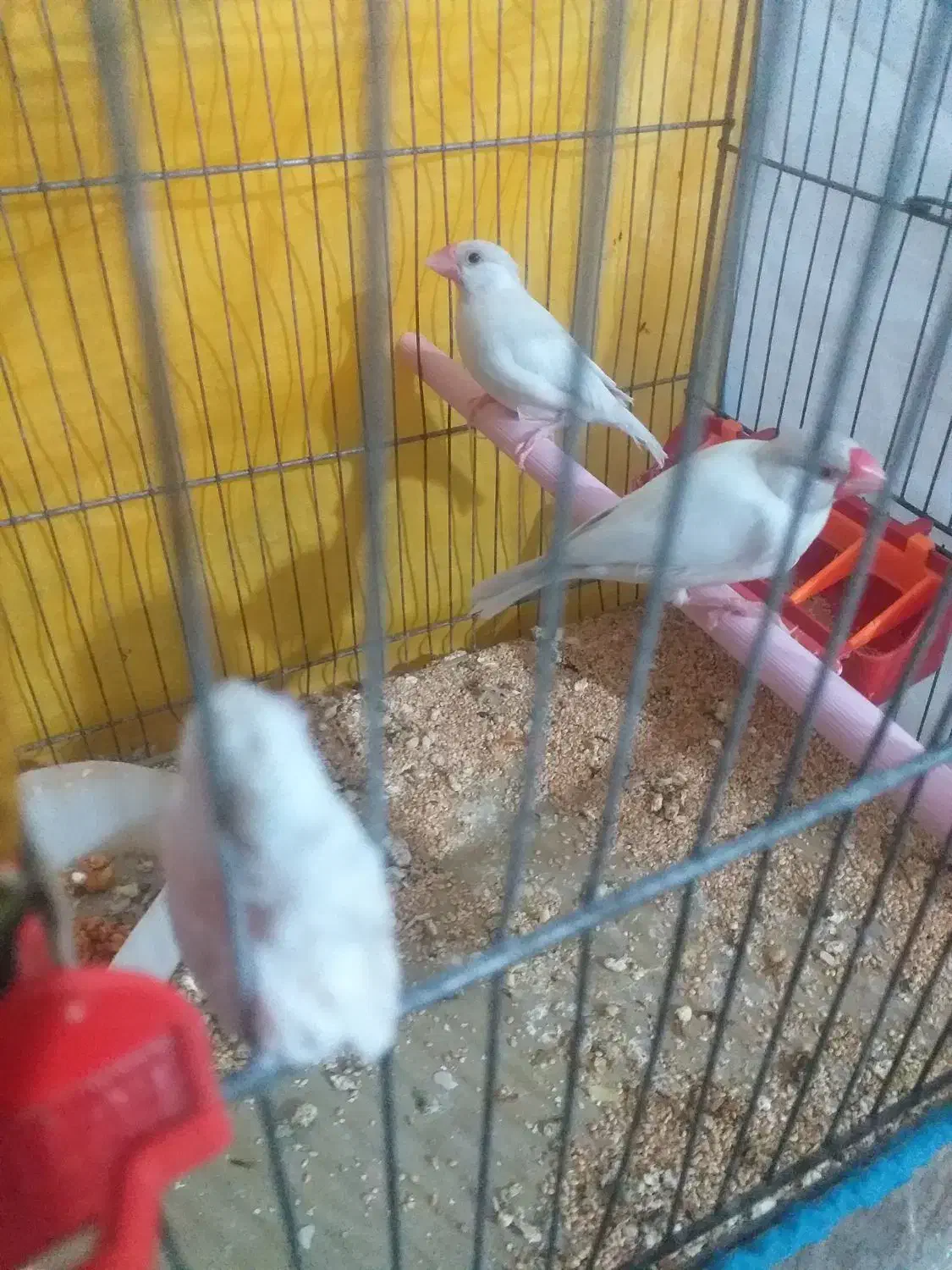 سلام یک جفت فنج کرم لایت|پرنده|شیراز, مسلم|دیوار