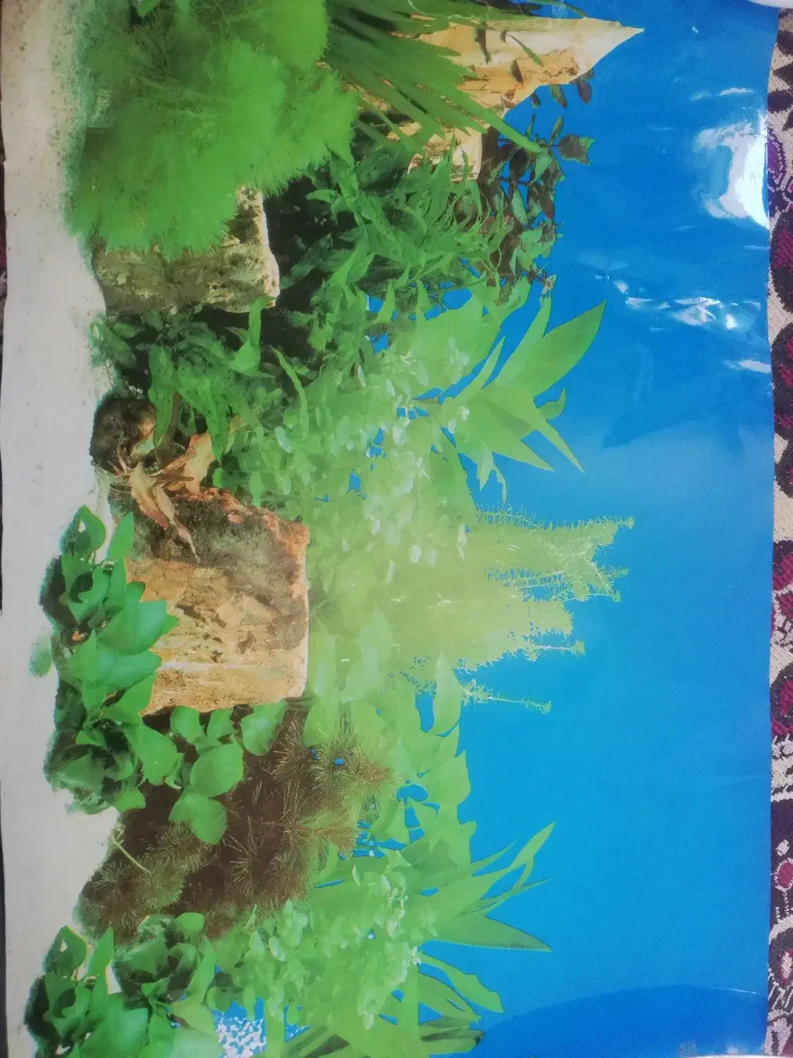 آکواریوم|ماهی|سقز, |دیوار