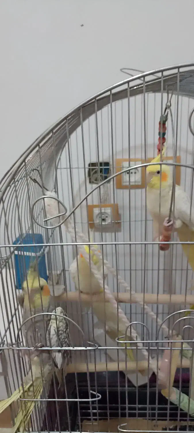 چروس هلندی جفت و تک به شرط تخم با کاغذ تضمینی|پرنده|پاکدشت, پاکدشت (مامازند)|دیوار