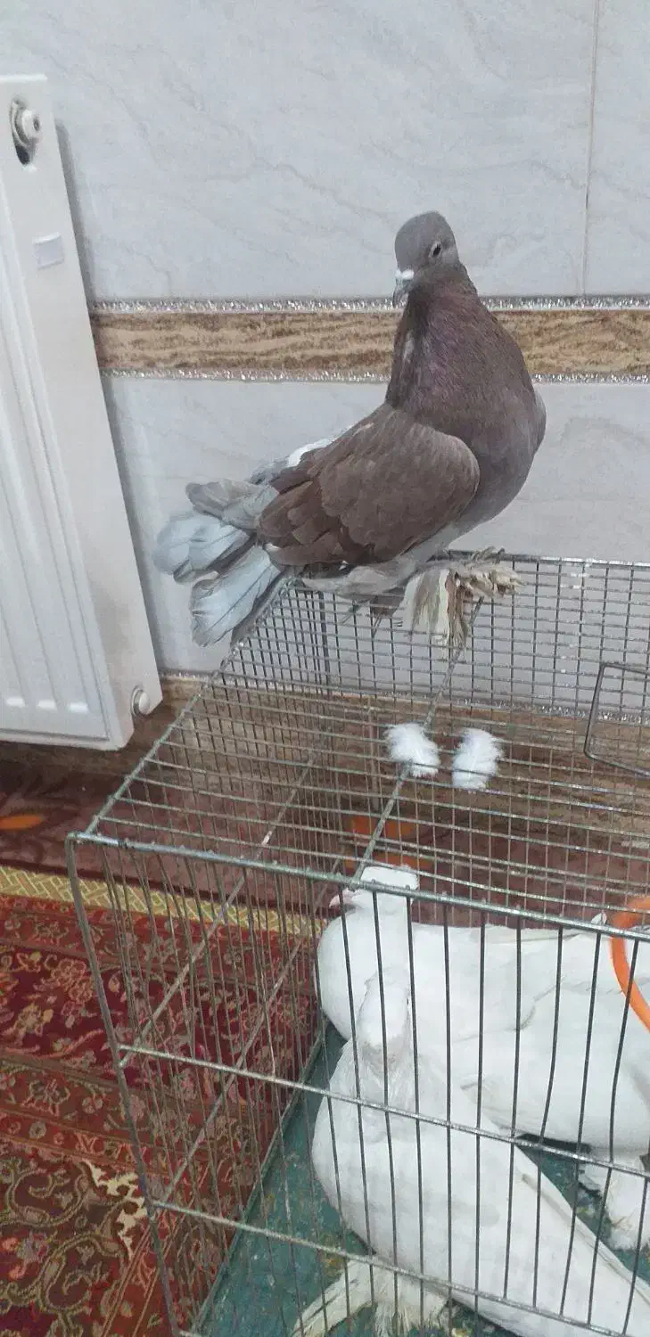 کبوتر سفید پاپر راعبی|پرنده|نجفآباد, جعفرآباد|دیوار