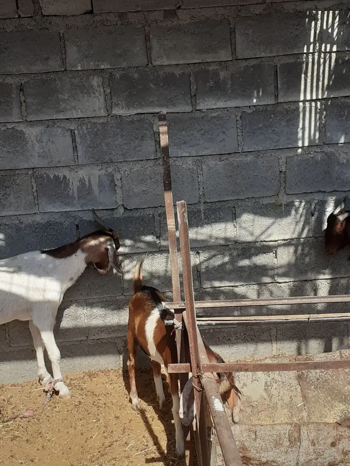 4 راس گوسفند ماده قیمت مناسب|حیوانات مزرعه|بندرعباس, |دیوار