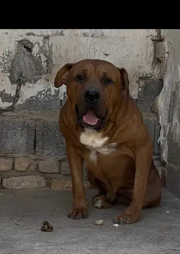 سگ بولی پیتبول پیت بول بولی XL و کلاسیک|سگ|مرودشت, بیست متری بیمارستان|دیوار