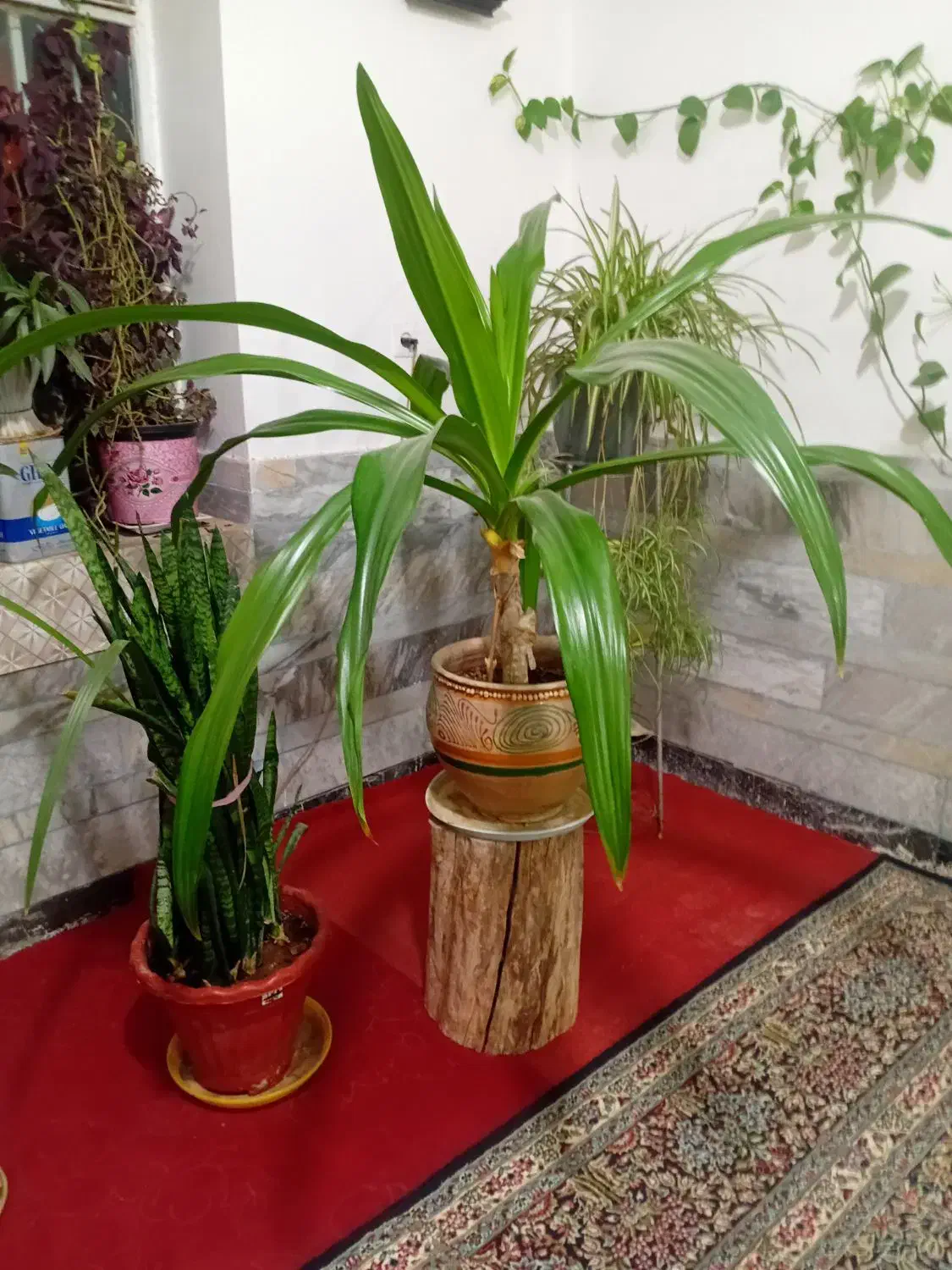 گلها سرحال|گل و گیاه طبیعی|زرند, |دیوار