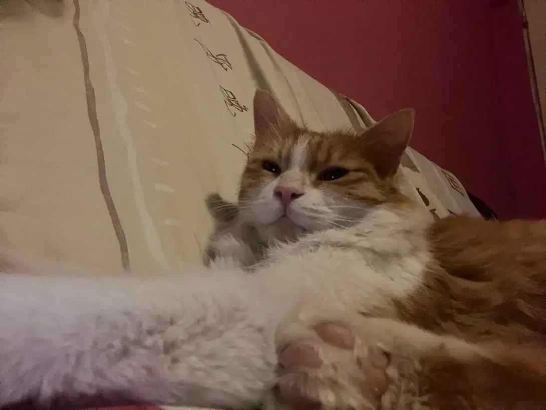 واگذاری گربه DHL|گربه|مشهد, شهرآرا|دیوار