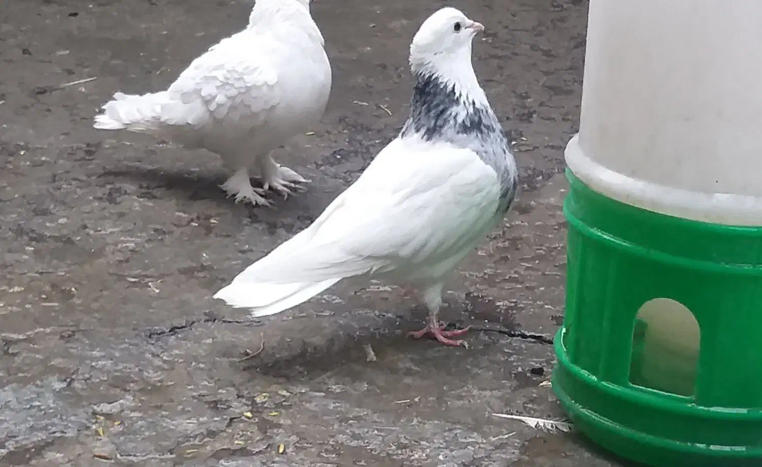 کبوتر|پرنده|تبریز, |دیوار