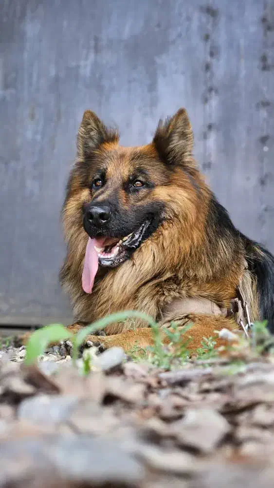 سگ ژرمن|سگ|اسلامشهر, شهرک واوان|دیوار