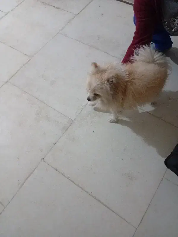 فروشی|سگ|پردیس, فاز ۵|دیوار