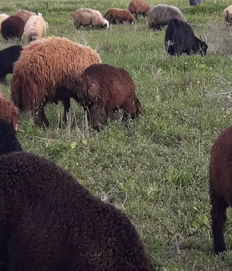 دام|حیوانات مزرعه|بروجن, |دیوار