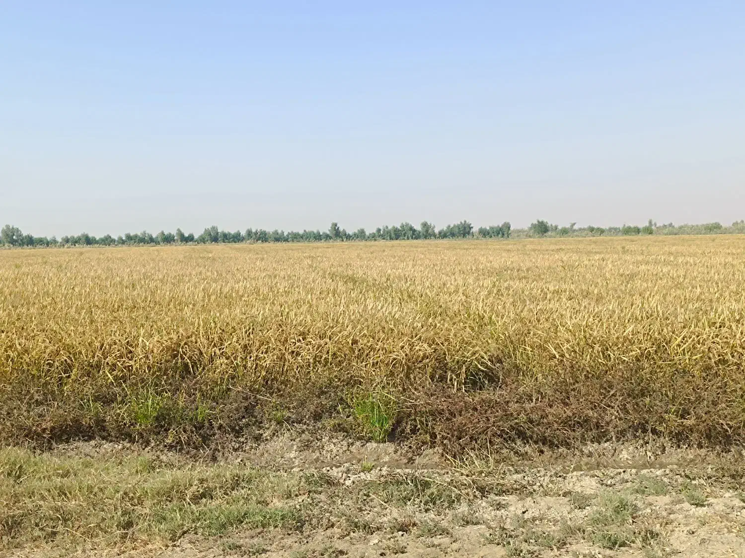 برنج عنبر بو درجه یک|خوردنی و آشامیدنی|اهواز, سپیدار|دیوار