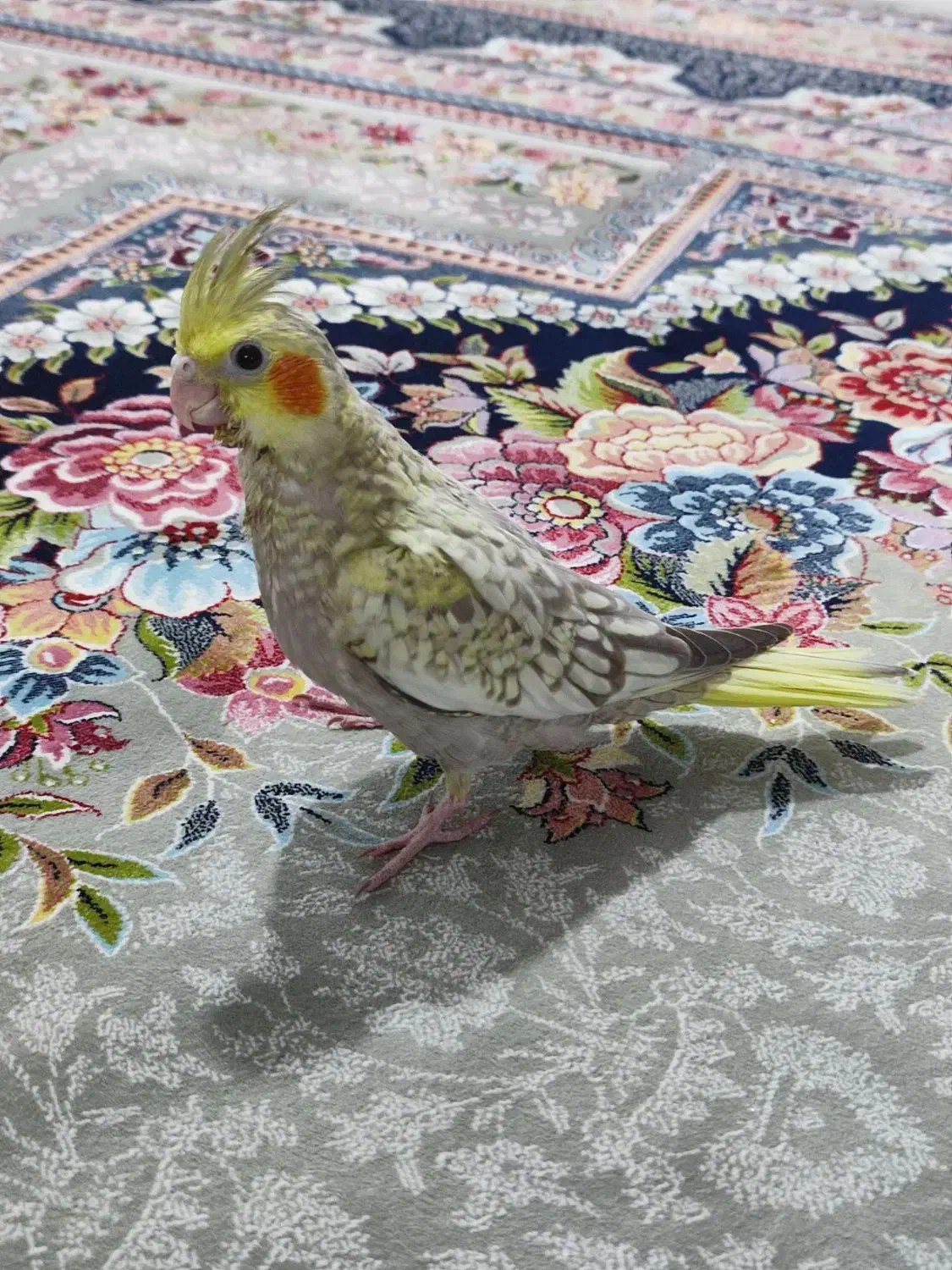 جوجه عروس هلندی|پرنده|پاکدشت, پاکدشت (مامازند)|دیوار