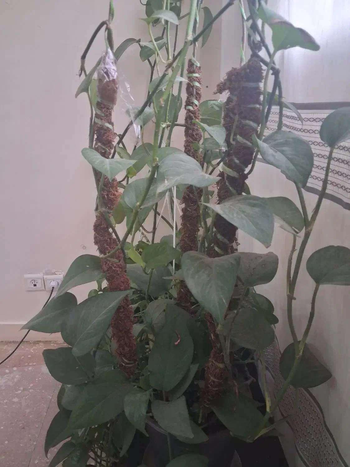 پتوس|گل و گیاه طبیعی|پاکدشت, پاکدشت (مامازند)|دیوار