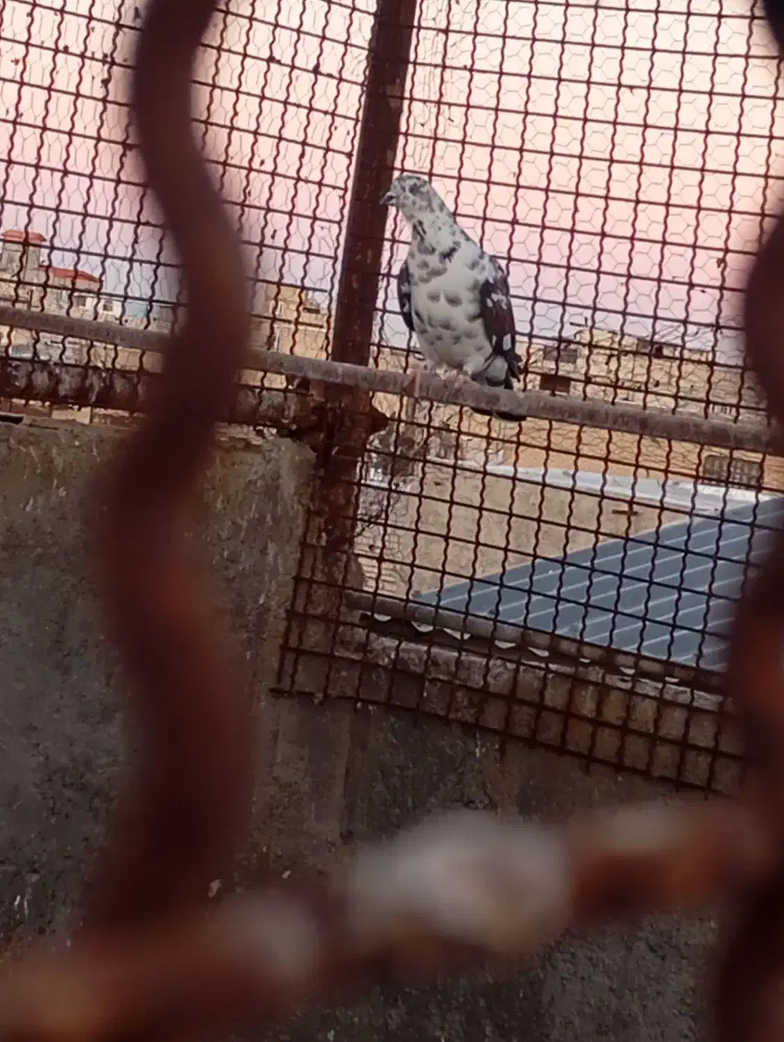 کفتر|پرنده|قم, علی آباد|دیوار