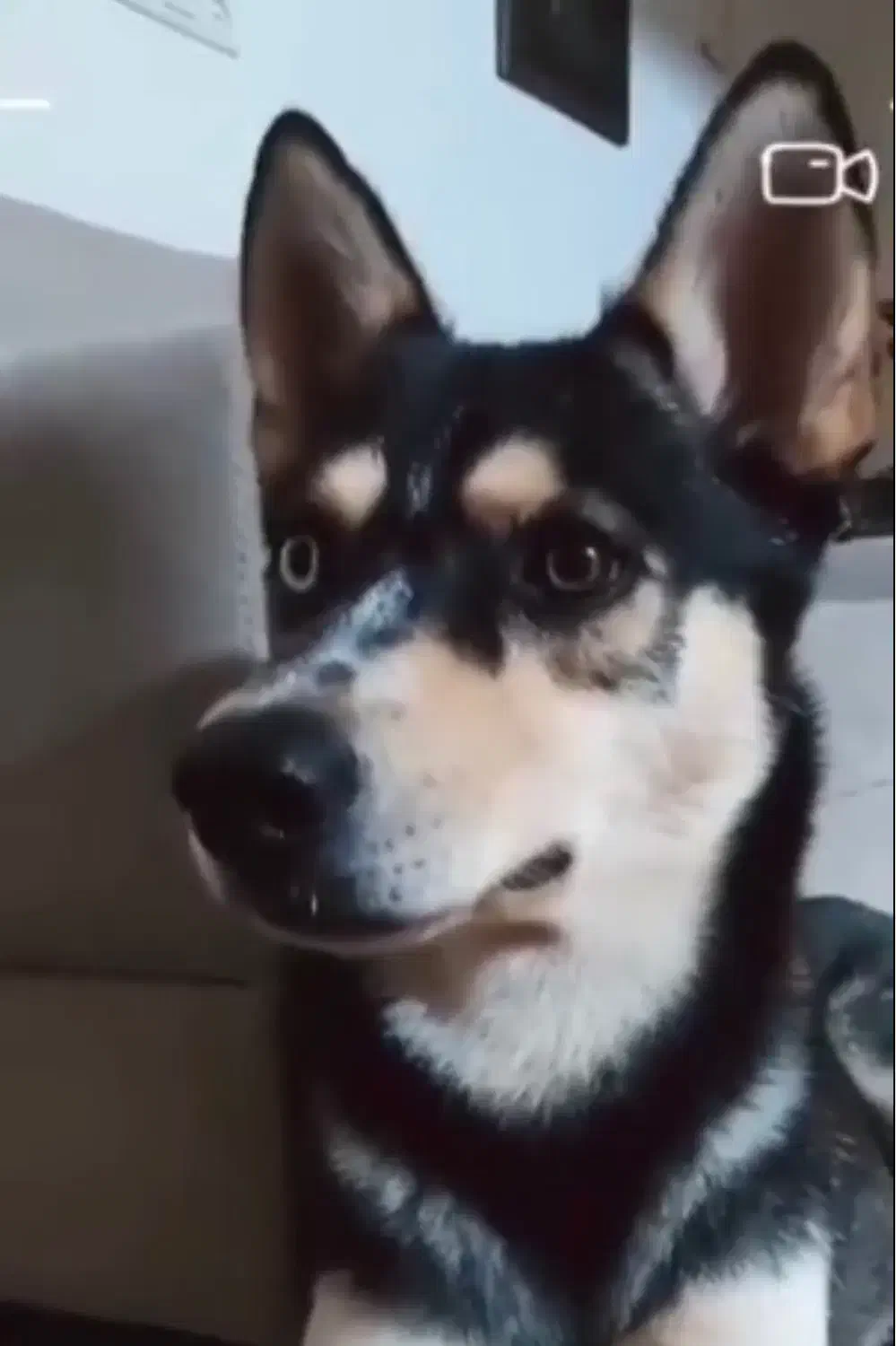 سگ گمشده محدوده خیابان ملکی رباط کریم|حیوانات|رباطکریم, رباطکریم|دیوار