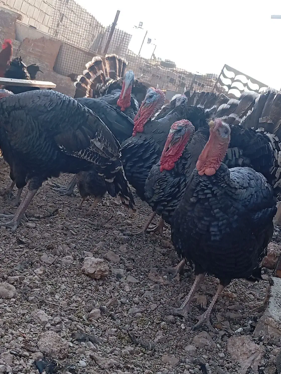 بوقلمون نر|حیوانات مزرعه|پاکدشت, پاکدشت (مامازند)|دیوار