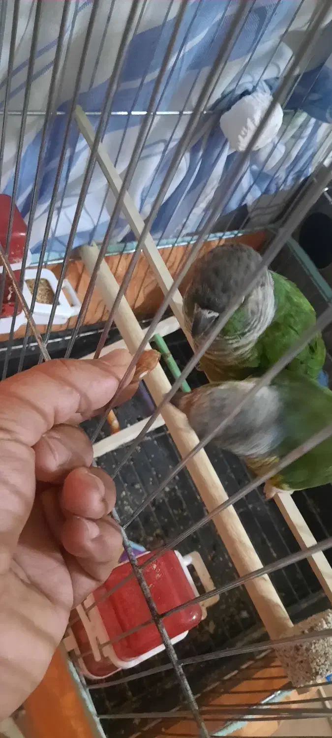 گرینچیک بندر جاسک|پرنده|جاسک, |دیوار