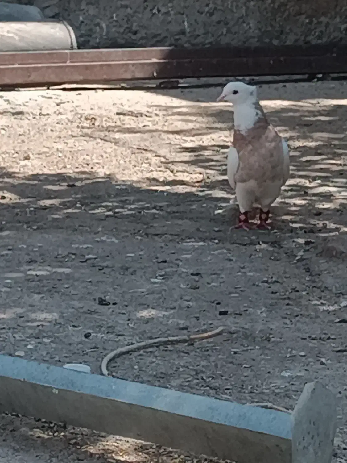 ۸کبوتر معاوضه با پرنده قفسی|پرنده|خرم‌آباد, |دیوار