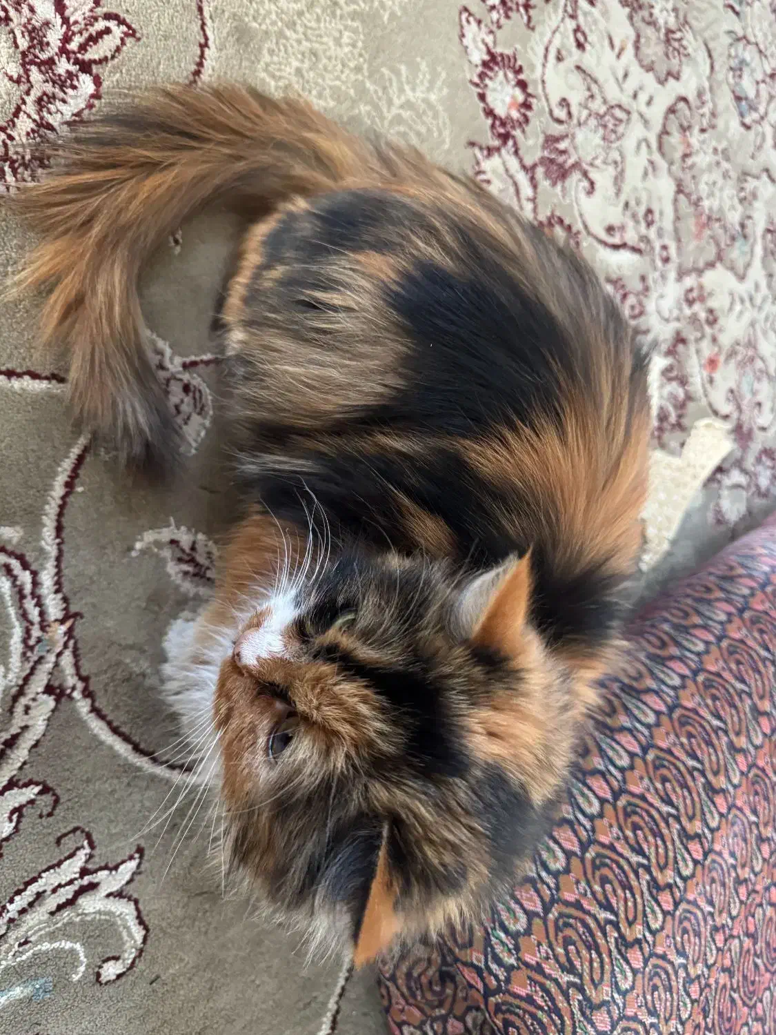 گربه پرشین|گربه|ورامین, ورامین|دیوار