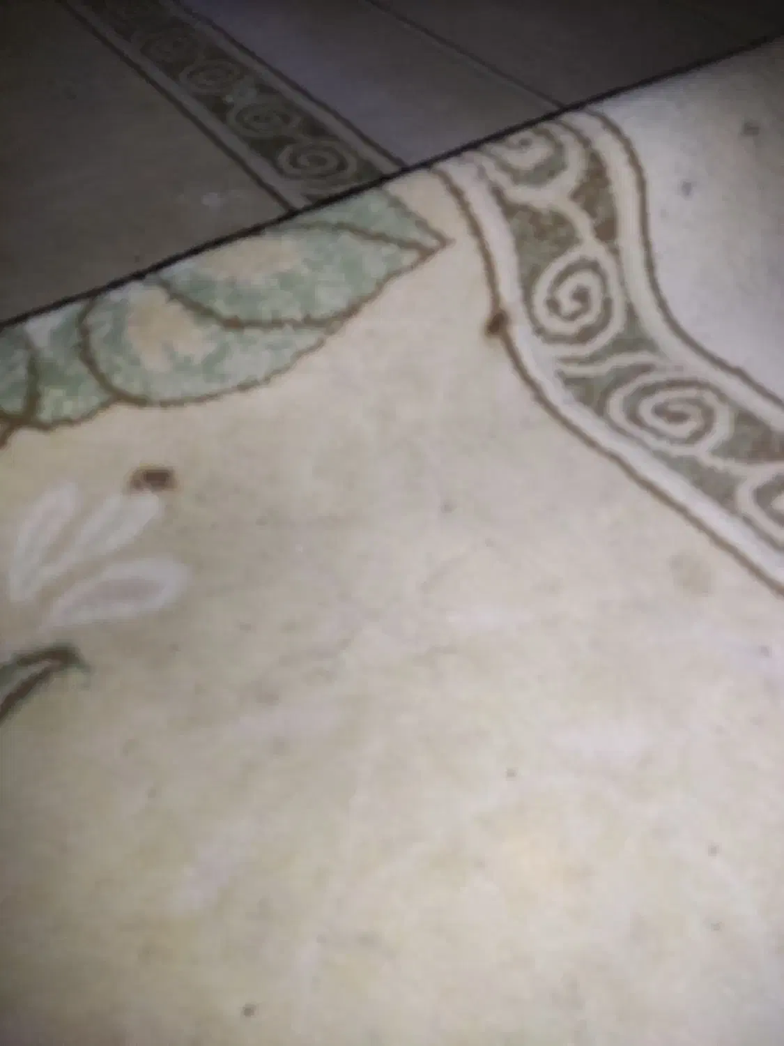 فرش ۶ متری|فرش|اهواز, پردیس دو|دیوار