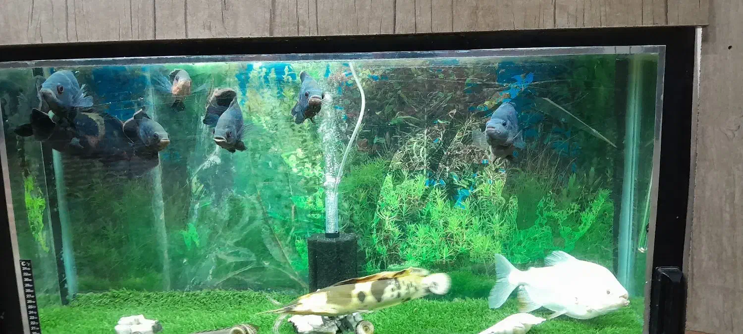 ماهی اسکار|ماهی|الیگودرز, |دیوار