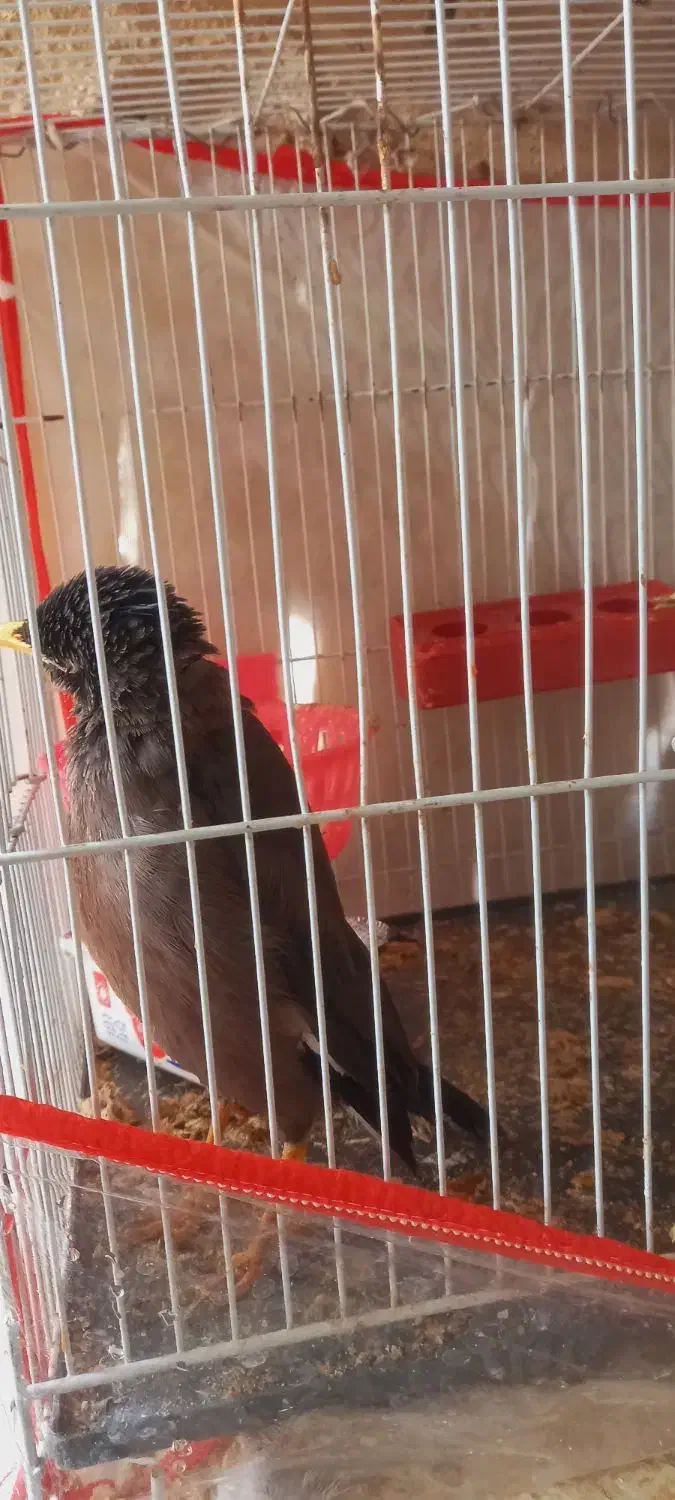 مرغ مینا|پرنده|کاشمر, |دیوار