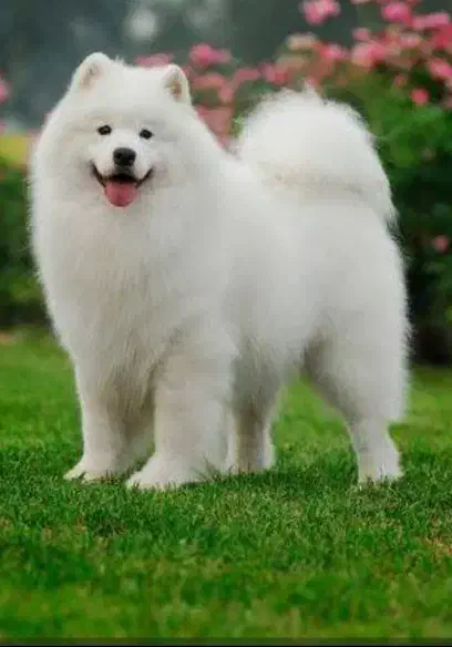 واگزاری سگ نژاد  سامویید اصل از نسل وارداتی|سگ|تهران, اکباتان|دیوار