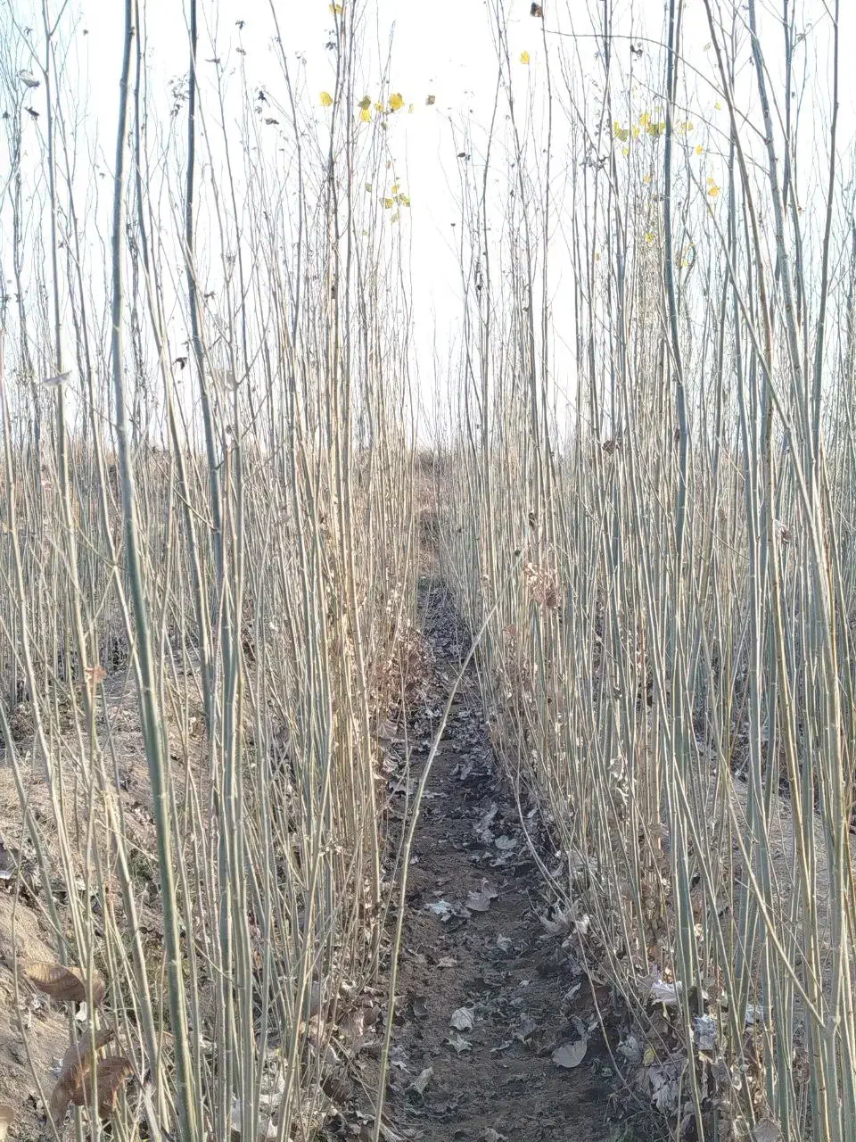 نهال|گل و گیاه طبیعی|ملکان, |دیوار