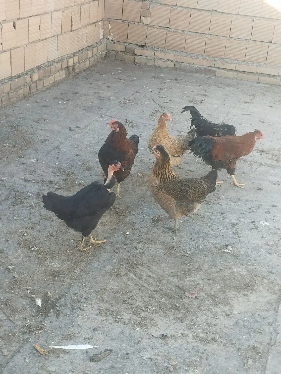 مرغ و خروس محلی|حراج|کلاله, |دیوار