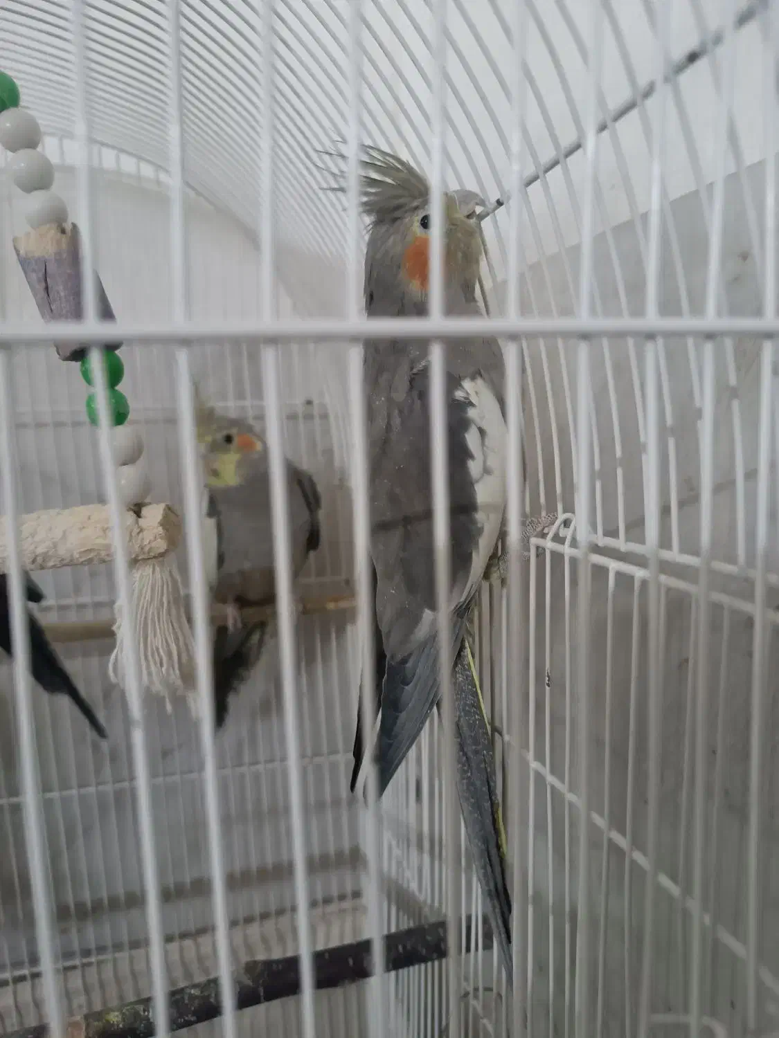 عروس‌معاوضه‌با‌کتوله‌نر|پرنده|مشهد, شهید بصیر|دیوار