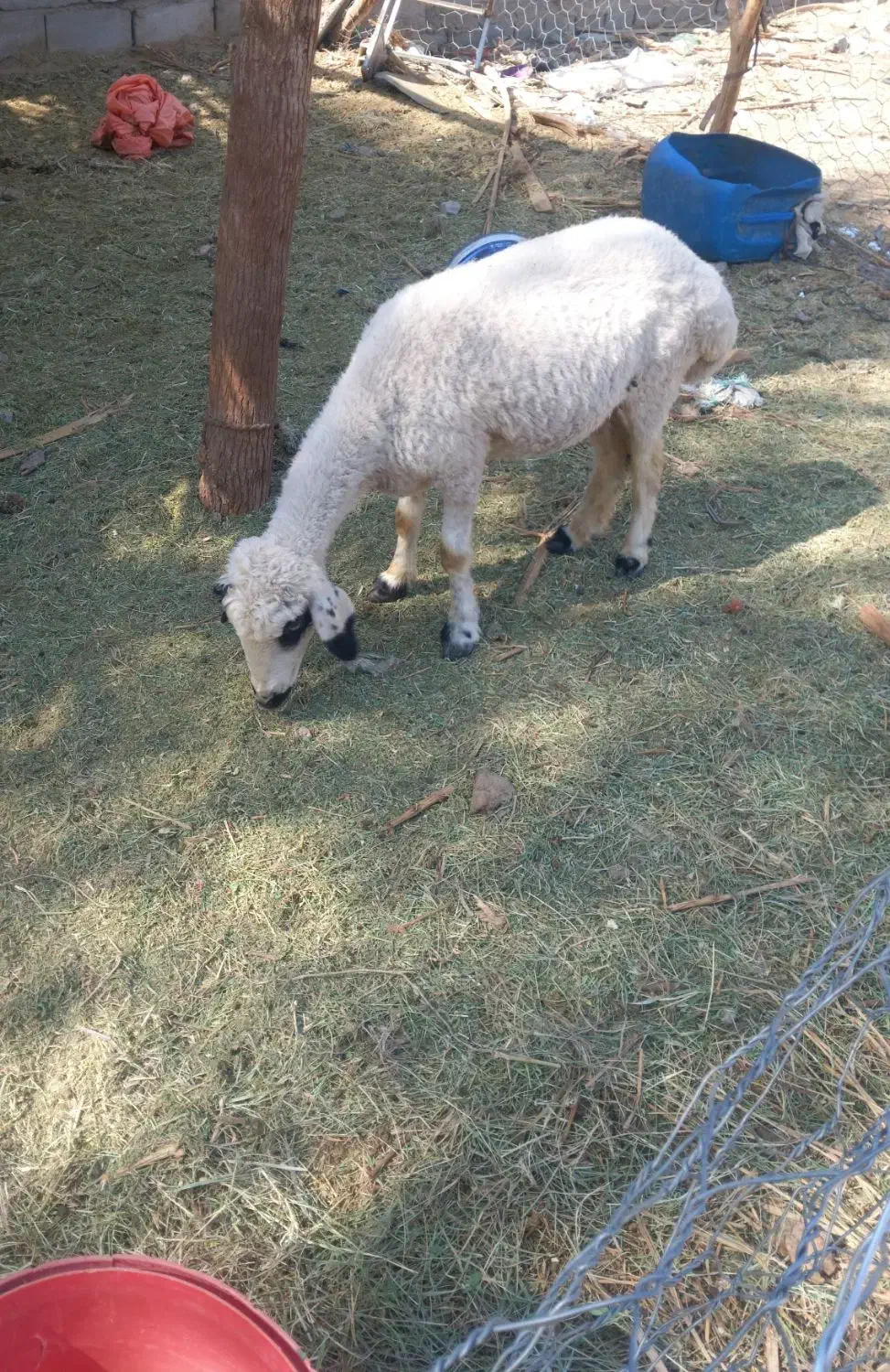 گوسفند|حیوانات مزرعه|نرماشیر, |دیوار