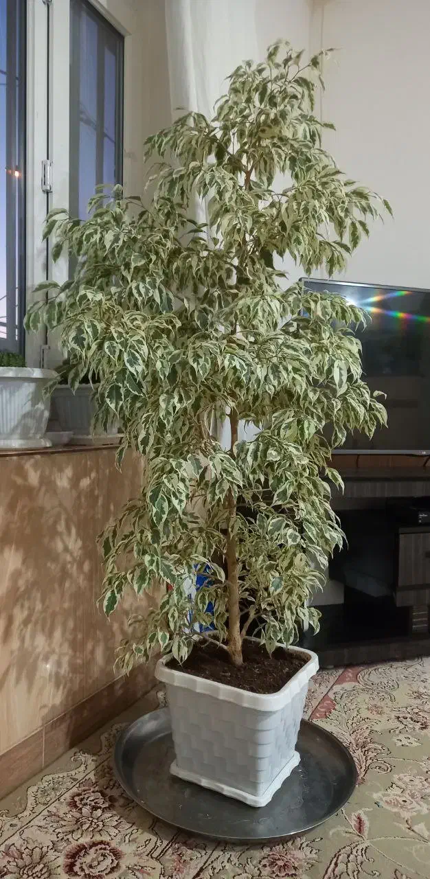 گل زیبا|گل و گیاه طبیعی|بانه, |دیوار