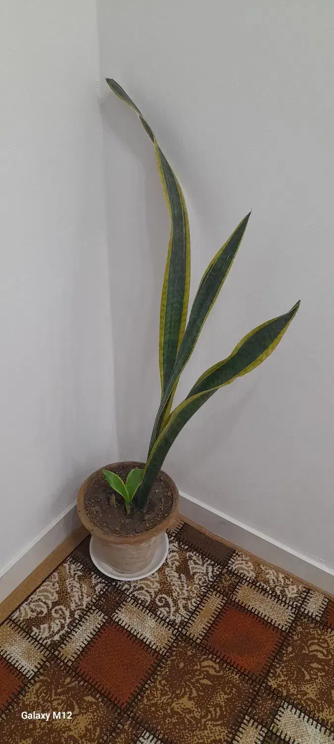 دو عدد گل همراه گلدان|گل و گیاه طبیعی|محمودآباد, |دیوار