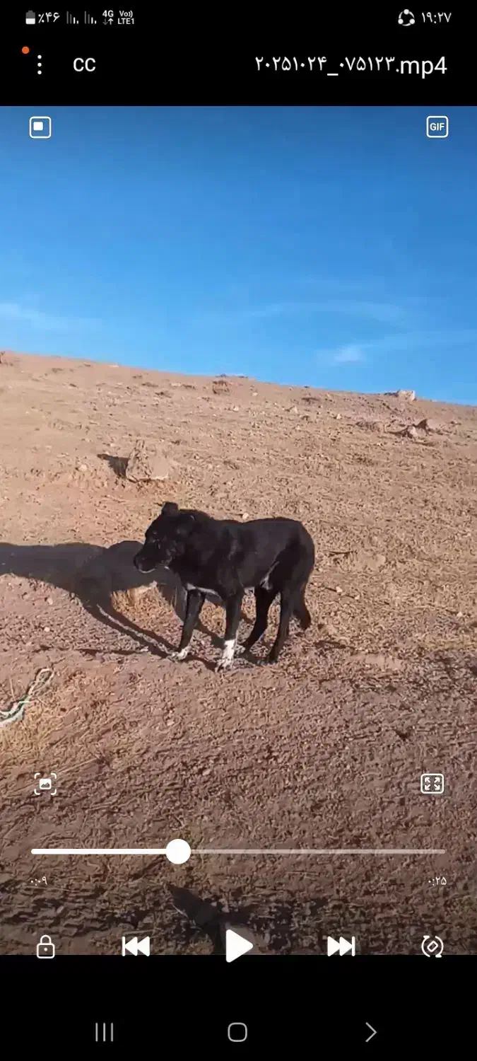 فروشی|سگ|باروق, |دیوار